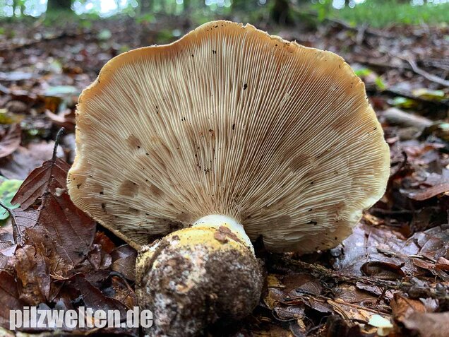 Dreifarbiger Krempentrichterling, Leucopaxillus compactus