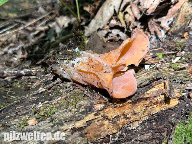 Rötlicher Gallerttrichter, Malchusohr, Guepinia helvelloides