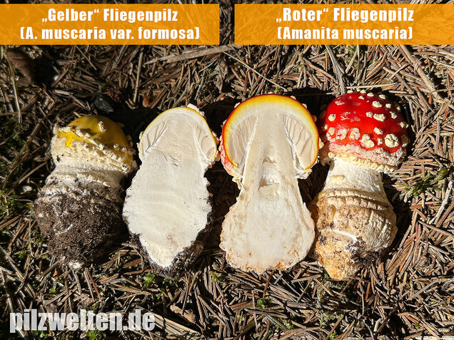 Gelber Fliegenpilz, Amanita muscaria var. formosa