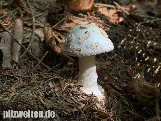 Gelber Knollenblätterpilz (weiße Form), Amanita citrina var. alba