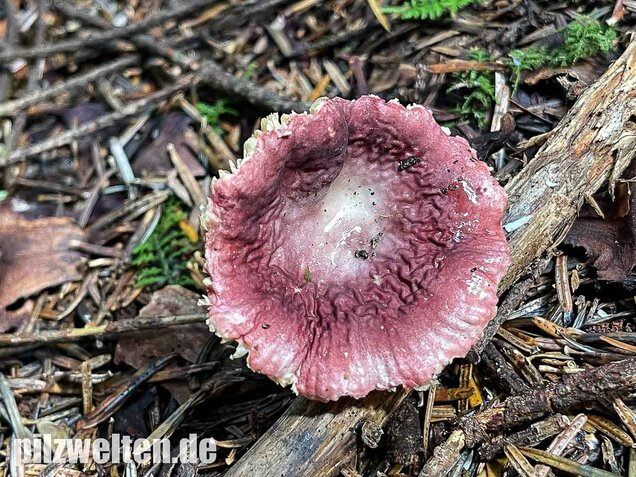 Geriefter Weichtäubling, Russula nauseosa