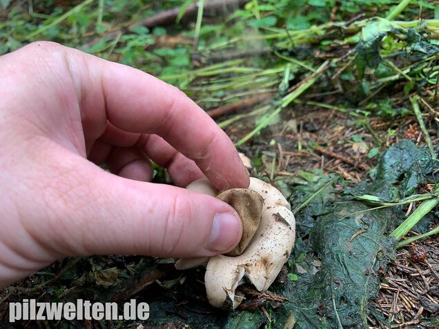 Gewimperter Erdstern, Geastrum fimbriatum