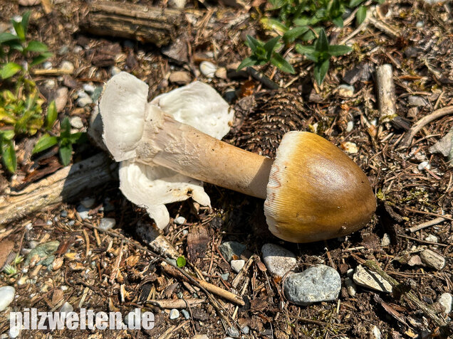Grauhäutiger Scheidenstreifling, Amanita submembranacea