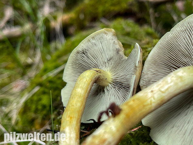 Grünblättriger Schwefelkopf, Hypholoma fasciculare