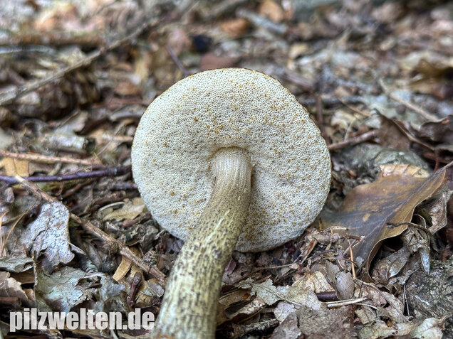 Hainbuchenraufuß, Leccinellum pseudoscabrum