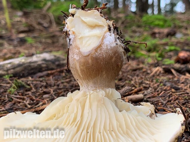 Keulenfüßiger Trichterling, Ampulloclitocybe clavipes
