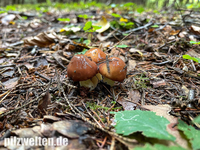 Körnchenröhrling, Suillus granulatus
