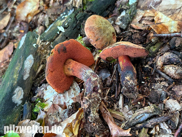 Kurznetziger Hexenröhrling, Suillellus mendax