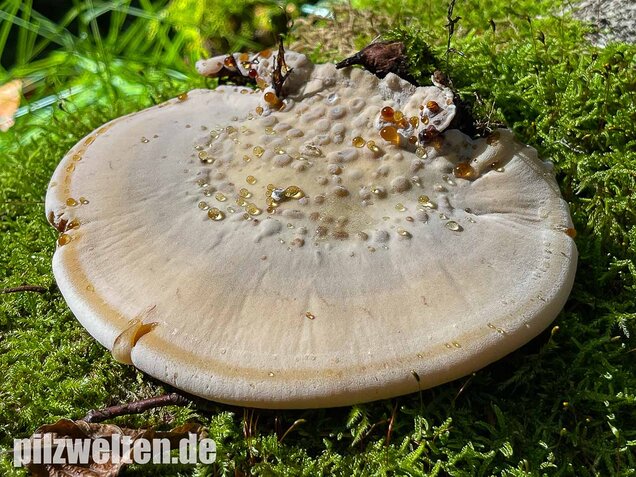 Laubholzharzporling, Ischnoderma resinosum