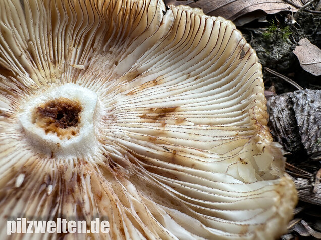 Morsetäubling, Marzipantäubling, Russula illota