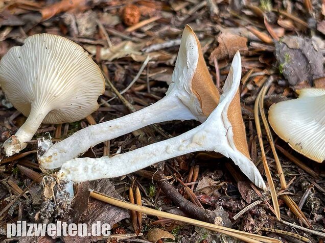 Ockerbrauner Trichterling, Infundibulicybe gibba