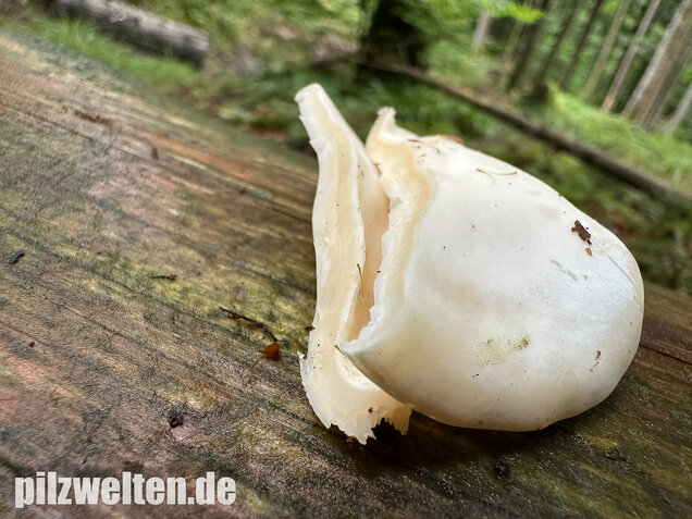 Ohrförmiger Seitling, Pleurocybella porrigens