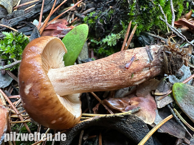 Geschupptstieliger Ritterling, Tricholoma fucatum