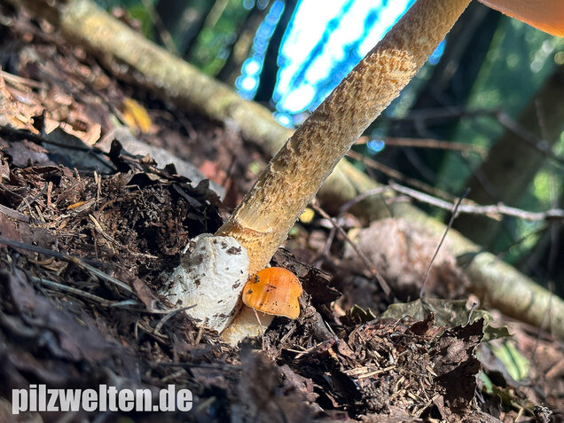 Orangegelber Scheidenstreifling, Amanita crocea