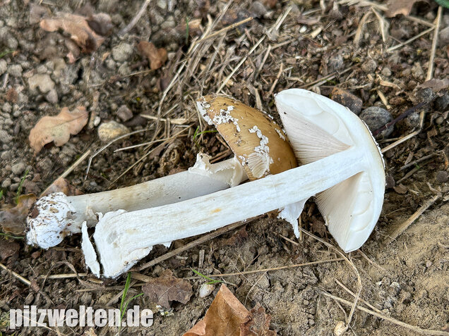 Pantherpilz, Pantherwulstling, Amanita pantherina