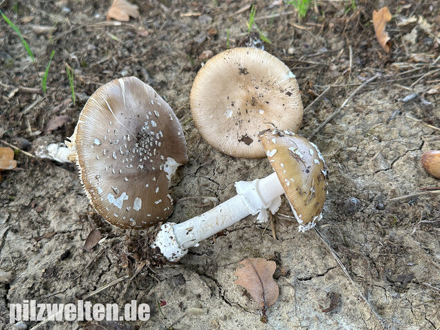 Pantherpilz, Pantherwulstling, Amanita pantherina