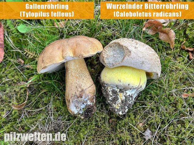 Gallenröhrling, Bitterling, Bitterpilz, Tylopilus felleus
