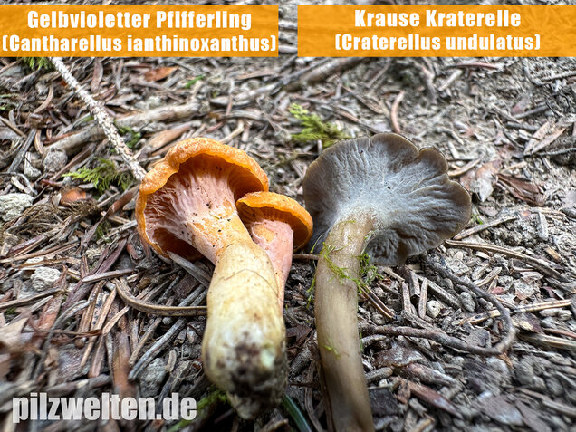 Gelbvioletter Pfifferling, Cantharellus ianthinoxanthus