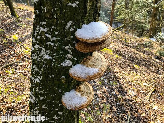 Rötende Tramete, Daedaleopsis confragosa