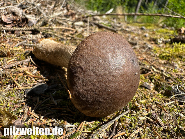 Rötender Birkenpilz, Leccinum oxydabile