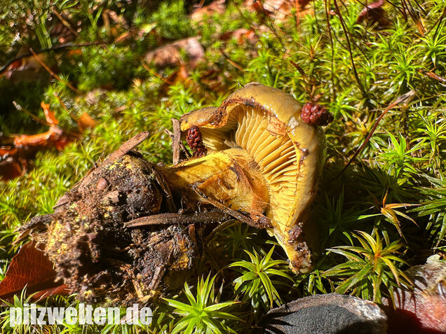 Schwarzgrüner Klumpfuß, Calonarius atrovirens