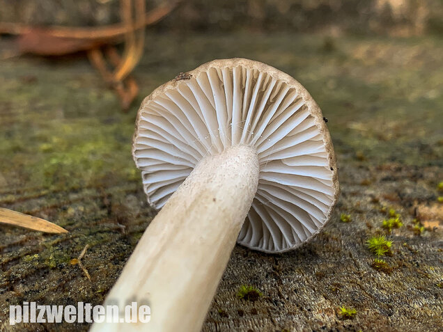 Schwarzpunktierter Schneckling, Hygrophorus pustulatus