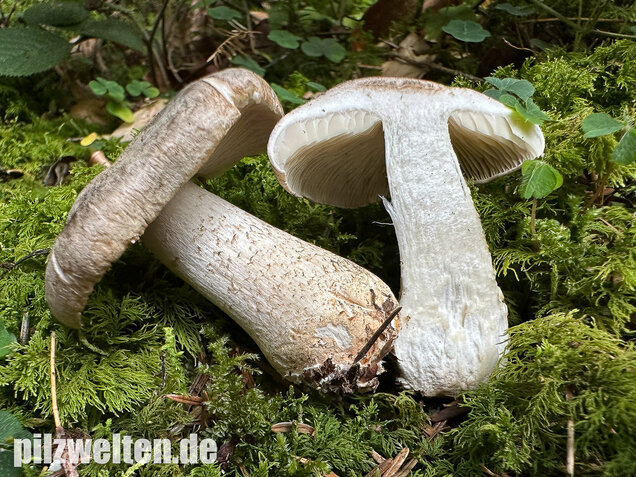 Seidiger Tigerritterling, Tricholoma filamentosum