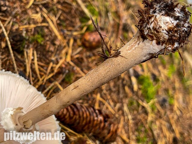 Sternschuppiger Riesenschirmling, Macrolepiota fuliginosa
