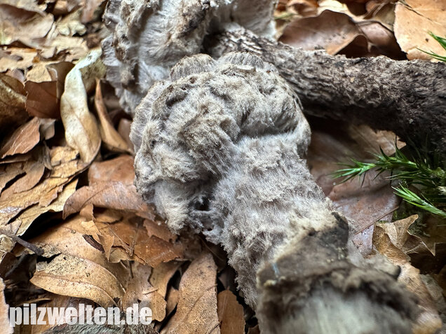 Strubbelkopfröhrling, Strobilomyces strobilaceus