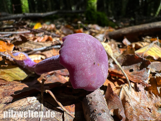 Violetter Lacktrichterling, Laccaria amethystina