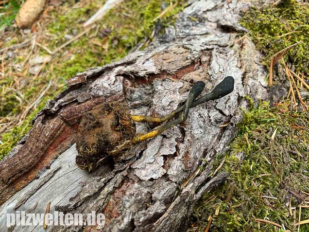 Warzige Hirschtrüffel, Elaphomyces granulatus