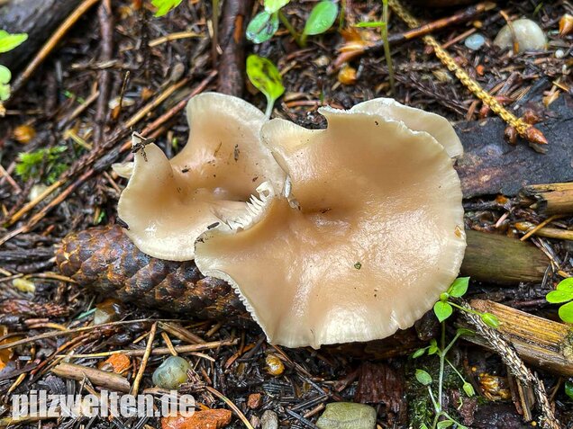 Weißlicher Anistrichterling, Clitocybe fragrans