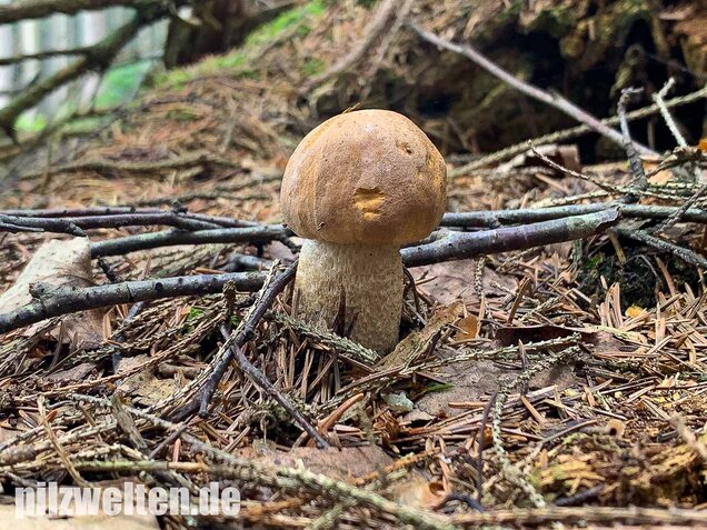 Wollstieliger Raufußröhrling, Leccinum cyaneobasileucum