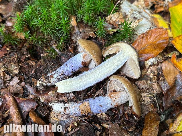 Honigschleimfuß, Runzeliggeriefter Schleimfuß, Cortinarius stillatitius