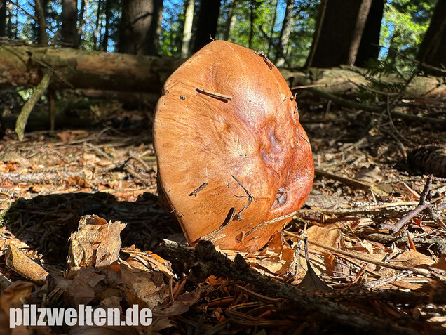 Anisklumpfuß, Cortinarius odorifer