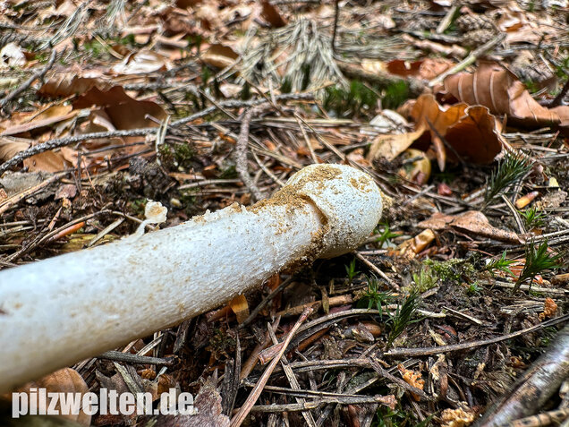 Narzissengelber Knollenblätterpilz, Amanita gemmata