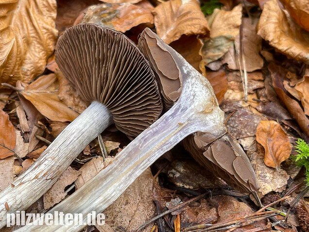 Bitterer Schleimkopf, Cortinarius infractus