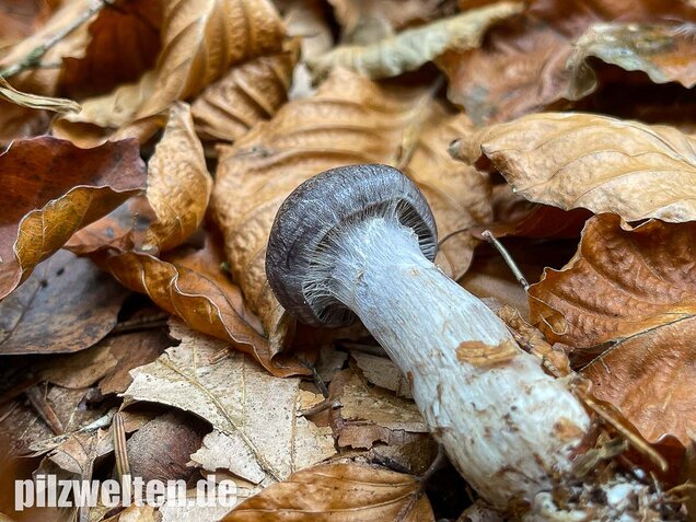 Bitterer Schleimkopf, Cortinarius infractus