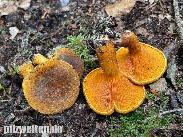 Brauner Afterleistling, Hygrophoropsis rufa