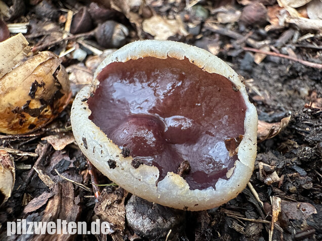 Braunvioletter Brandstellenbecherling, Violetter Becherling, Geoscypha violacea