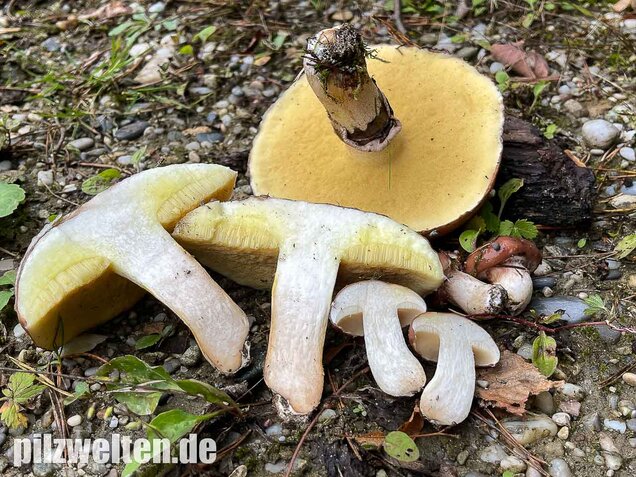 Butterpilz, Butterröhrling, Suillus luteus