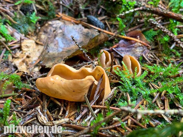 Eselsohr, Otidea onotica