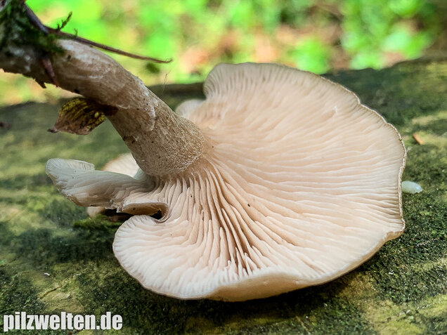 Fleischbräunlicher Anistrichterling, Clitocybe obsoleta