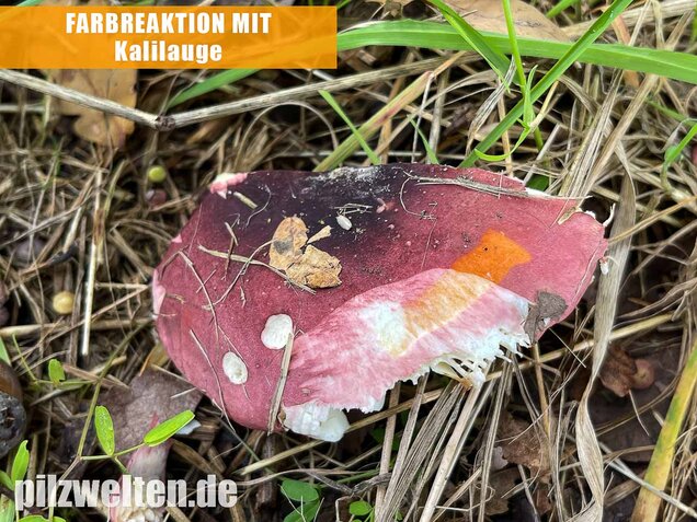 Heringstäubling, Fleischfarbener Heringstäubling, Russula xerampelina