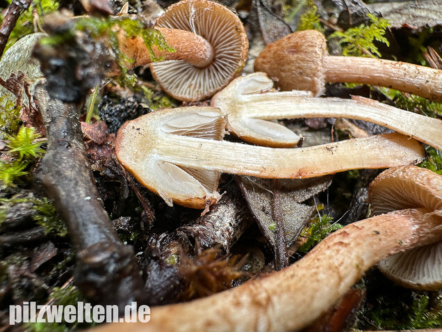 Frühlingsrisspilz, Später Risspilz, Inocybe nitidiuscula