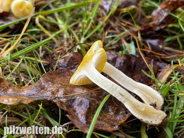 Gelber Lärchenschneckling, Hygrophorus lucorum
