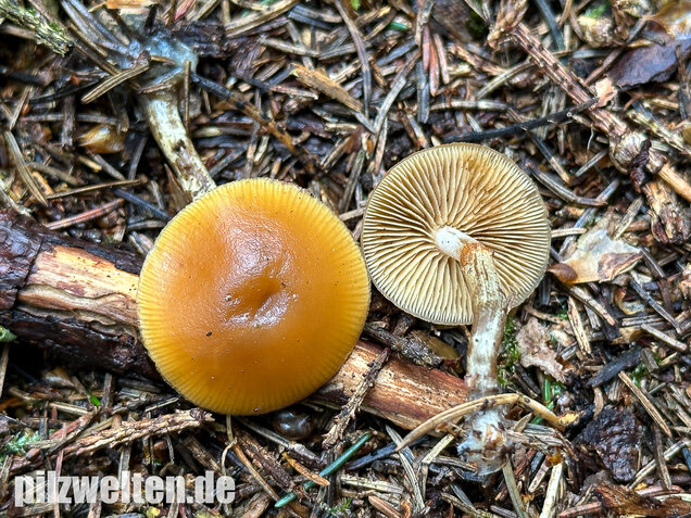 Gifthäubling, Nadelholzgifthäubling, Galerina marginata