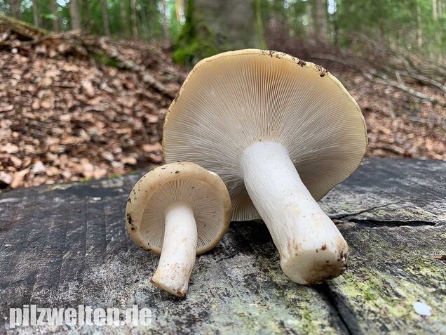 Grasgrüner Täubling, Russula aeruginea