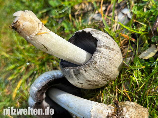 Grauer Faltentintling, Coprinopsis atramentaria