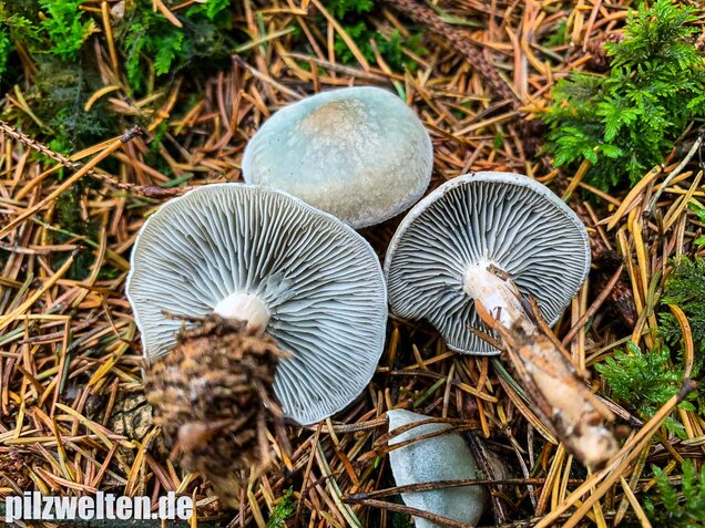 Grüner Anistrichterling, Clitocybe odora